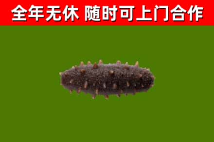 桃江县回收海参干